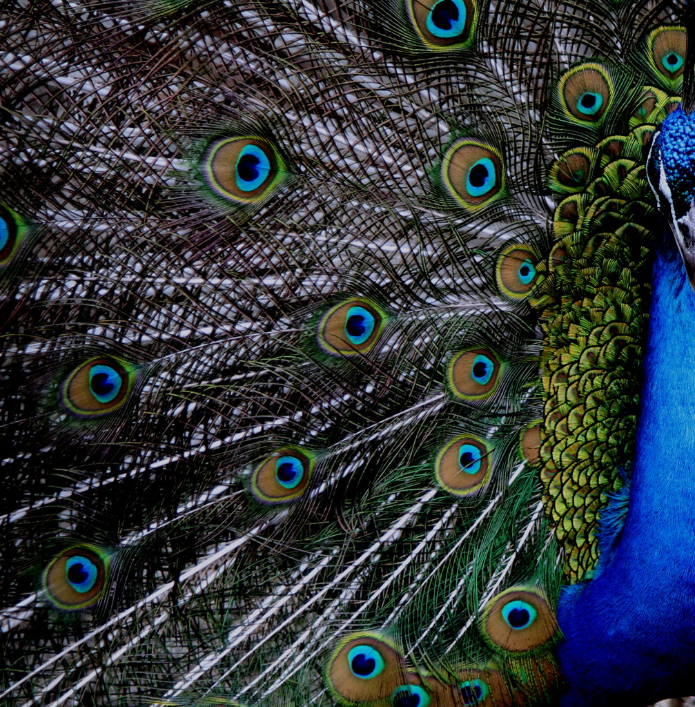 Peacock eye & Blueneck