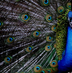Peacock eye & Blueneck