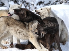 Timber Wolf Family