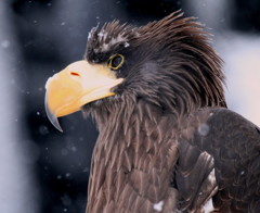 Sea Eagle～もうきん舎にて