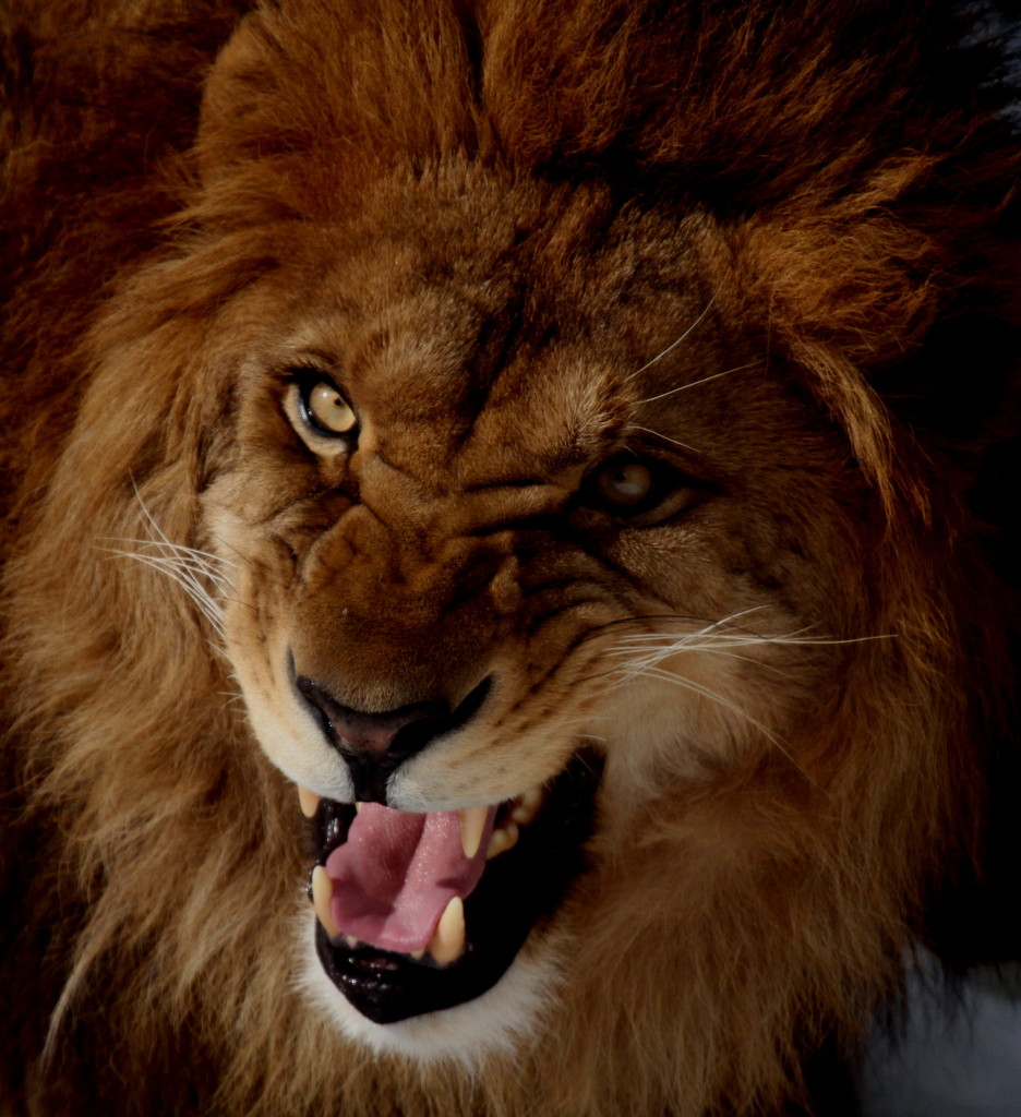 King of animals