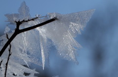 樹氷の結晶