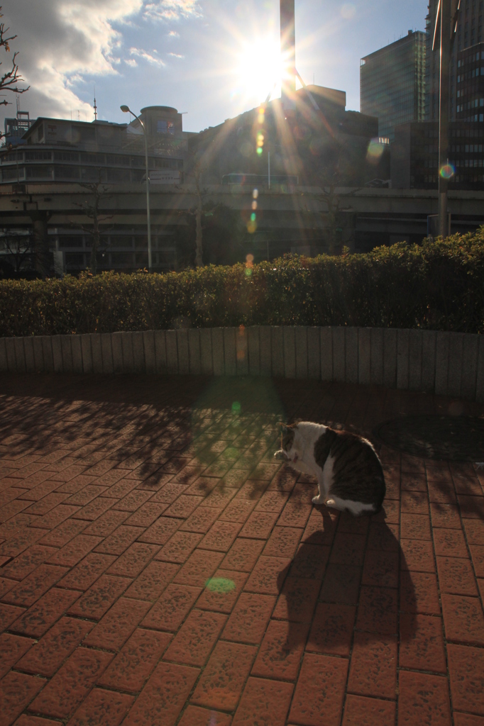 眩しいにゃあ