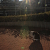眩しいにゃあ