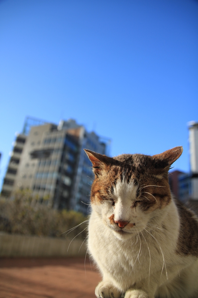 青空の下で寝る