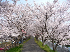 桜並木