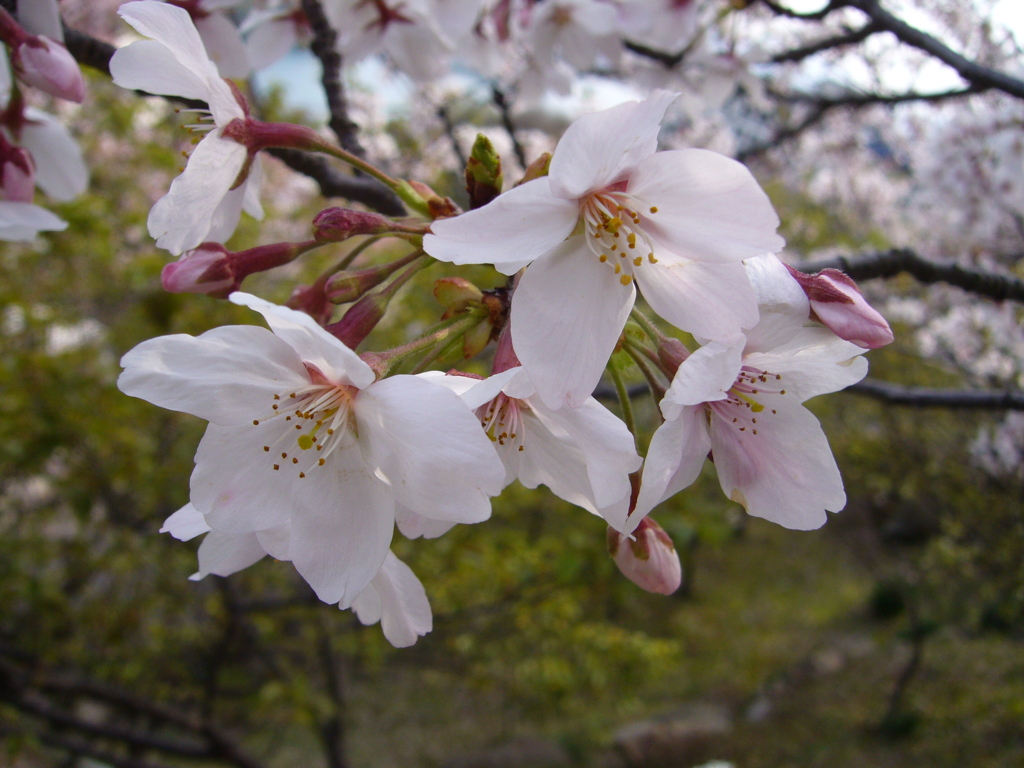 千光寺の桜