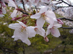 千光寺の桜