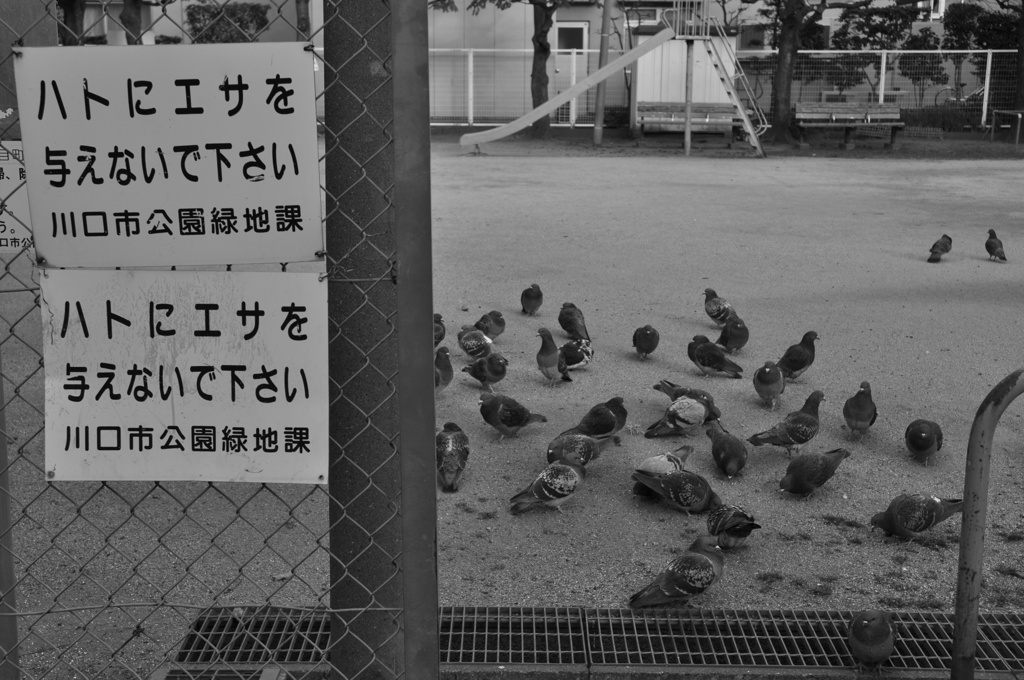 ハトが集まる場所には・・・。