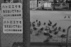 ハトが集まる場所には・・・。