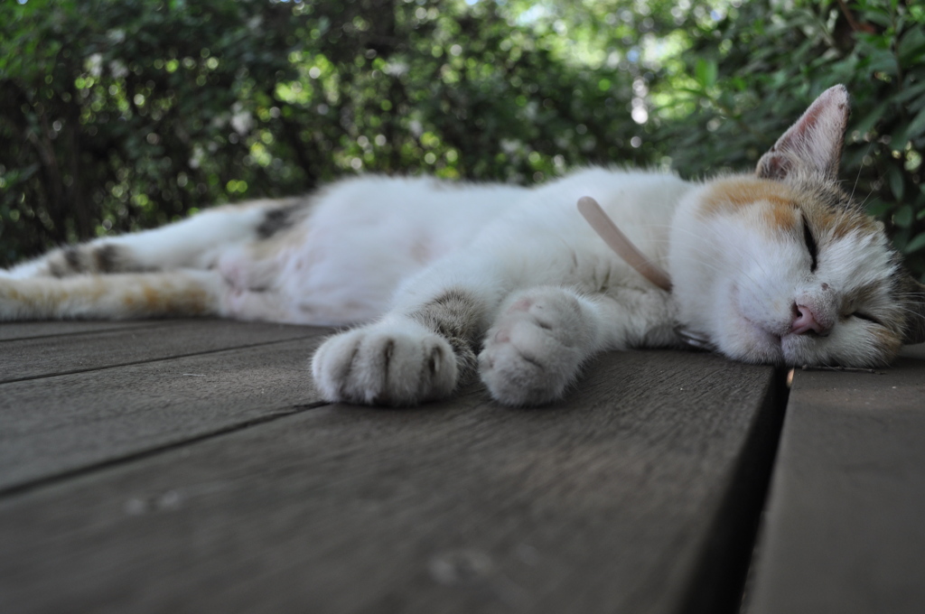 ひるねこ