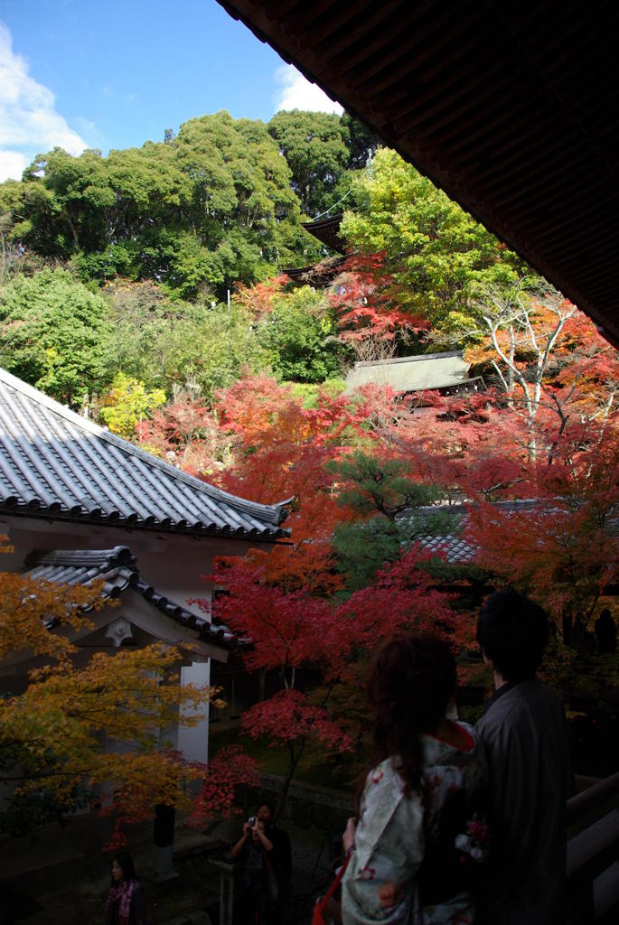永観堂2010-2