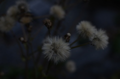 Watage