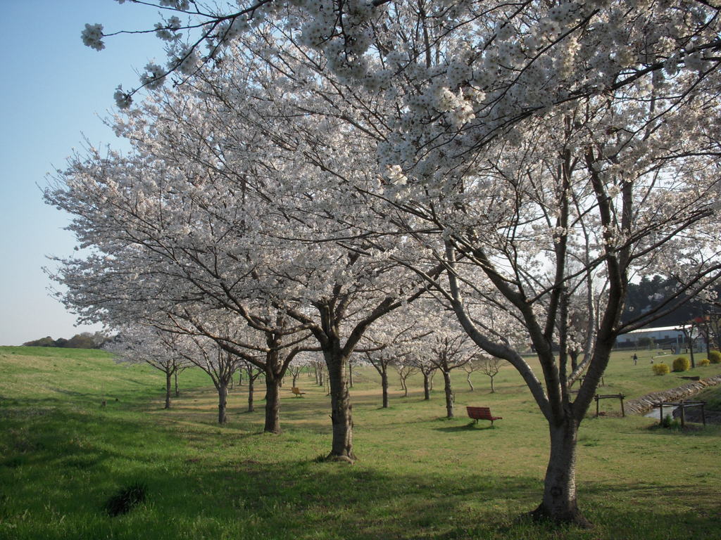 桜