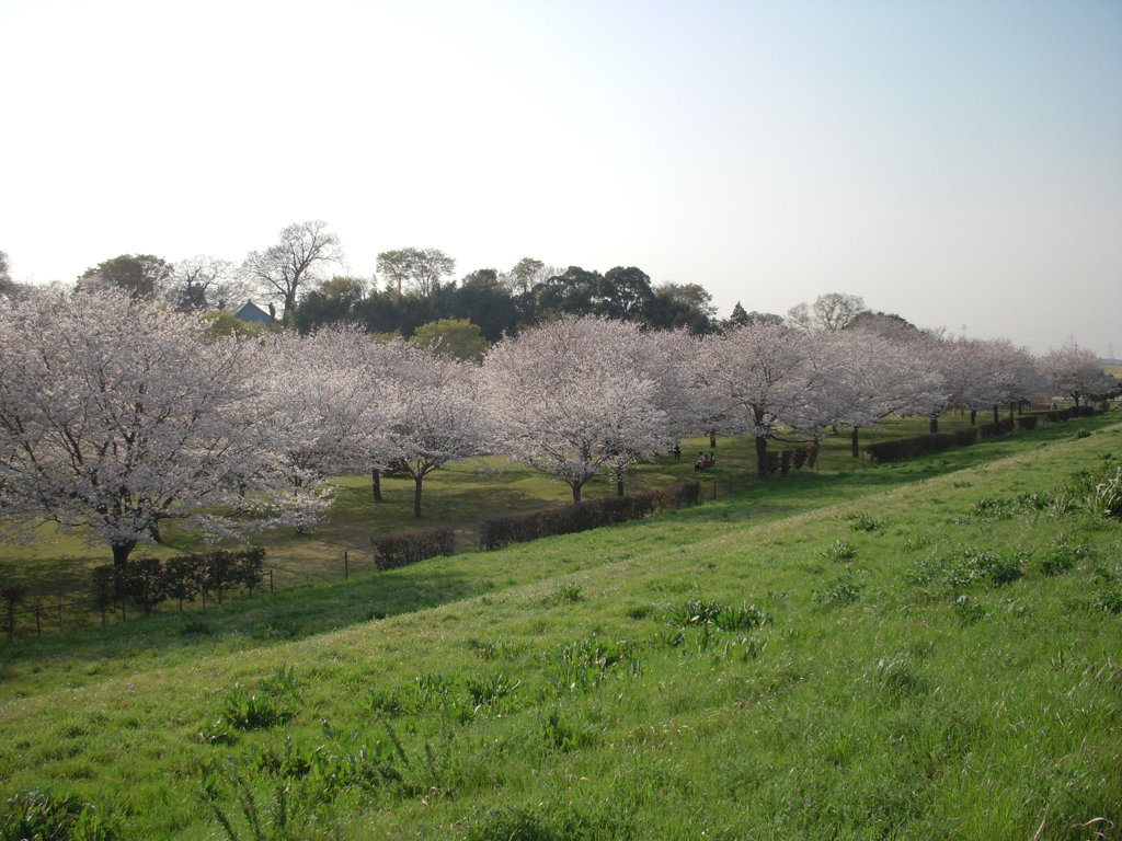 桜