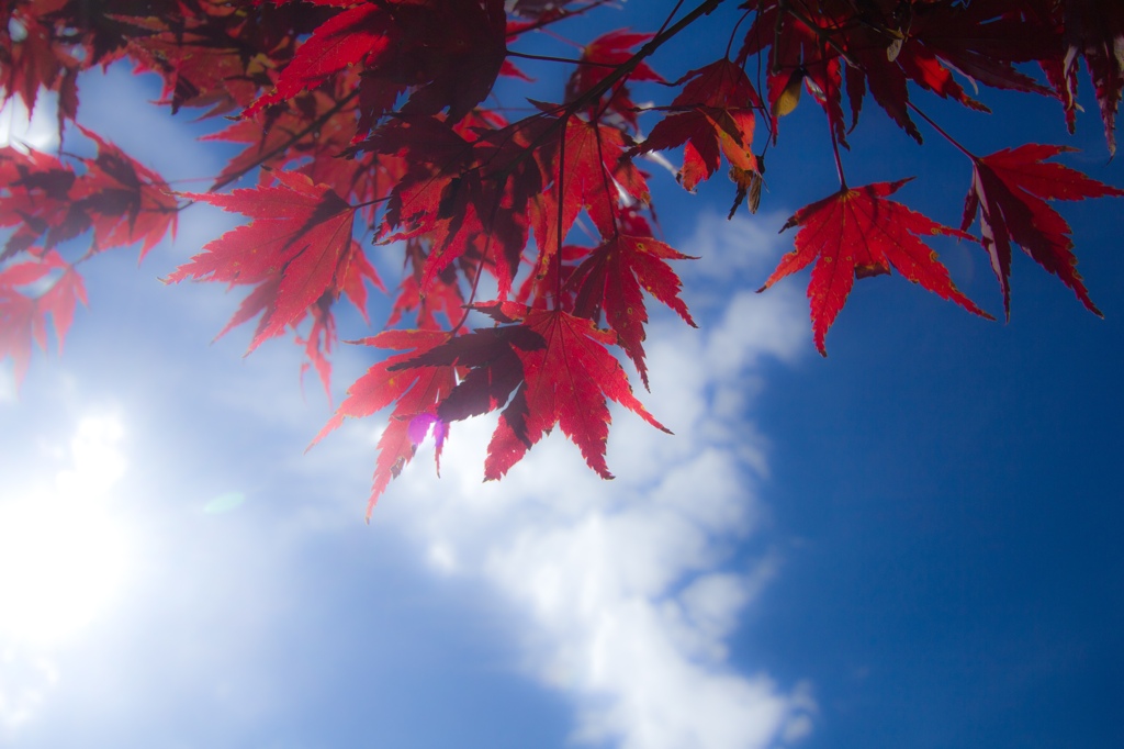 紅葉と青空