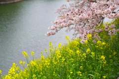 桜と菜の花