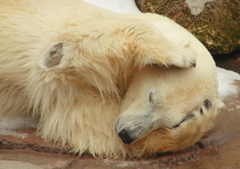 眠いのです・・・