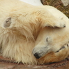眠いのです・・・