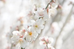 春の知らせ