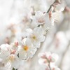 春の知らせ