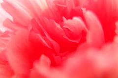 心に花を
