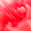 心に花を
