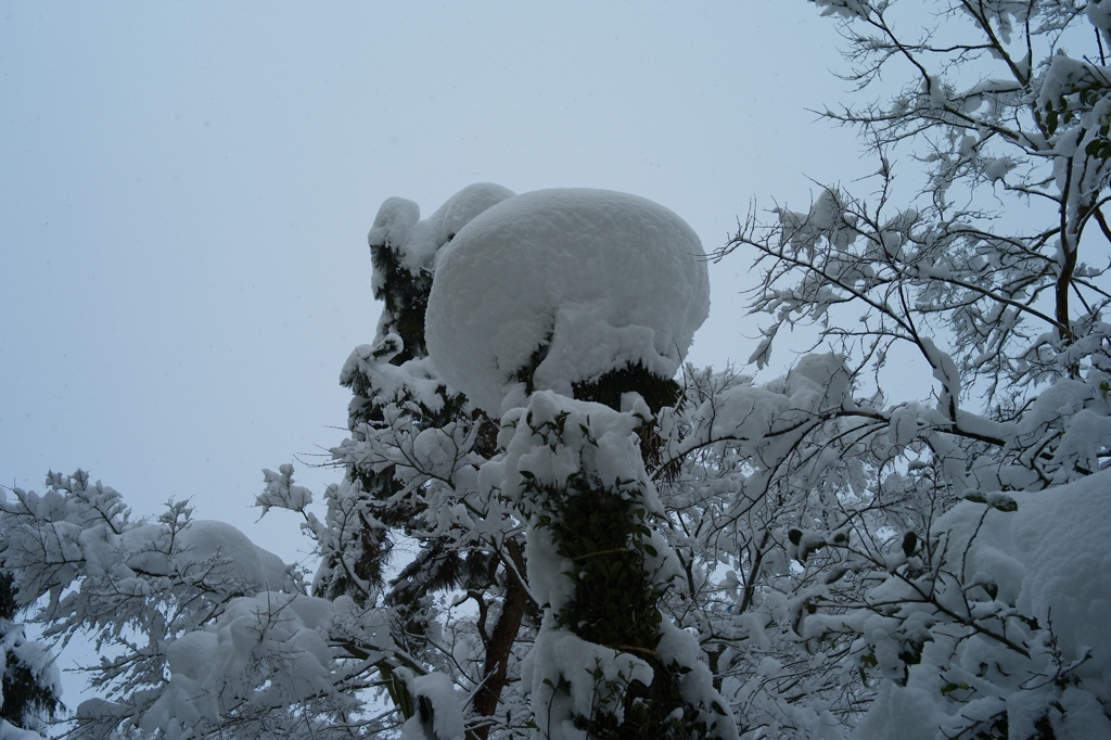 青春の丘　雪景色　L9991476