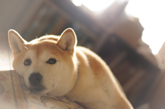 いぬ