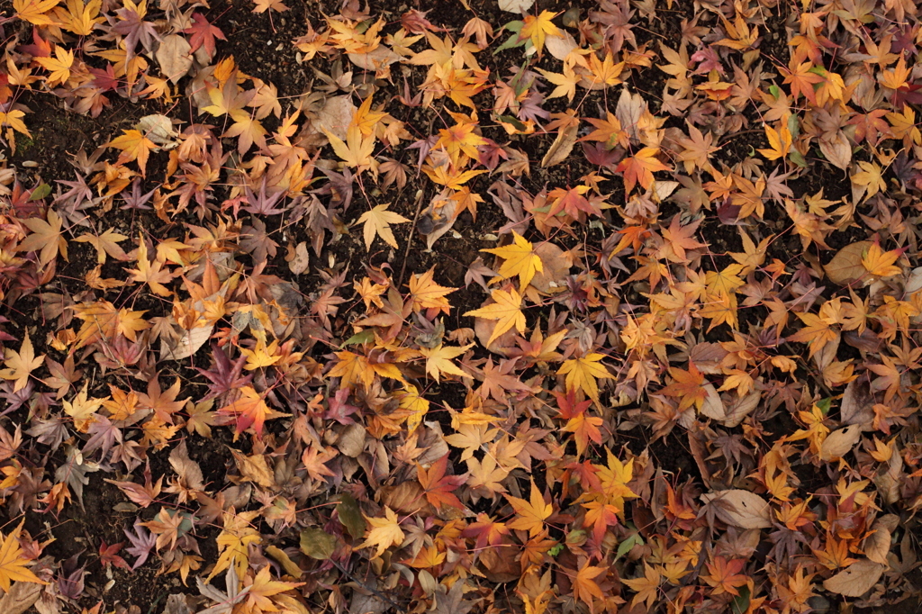六義園の紅葉