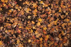 六義園の紅葉