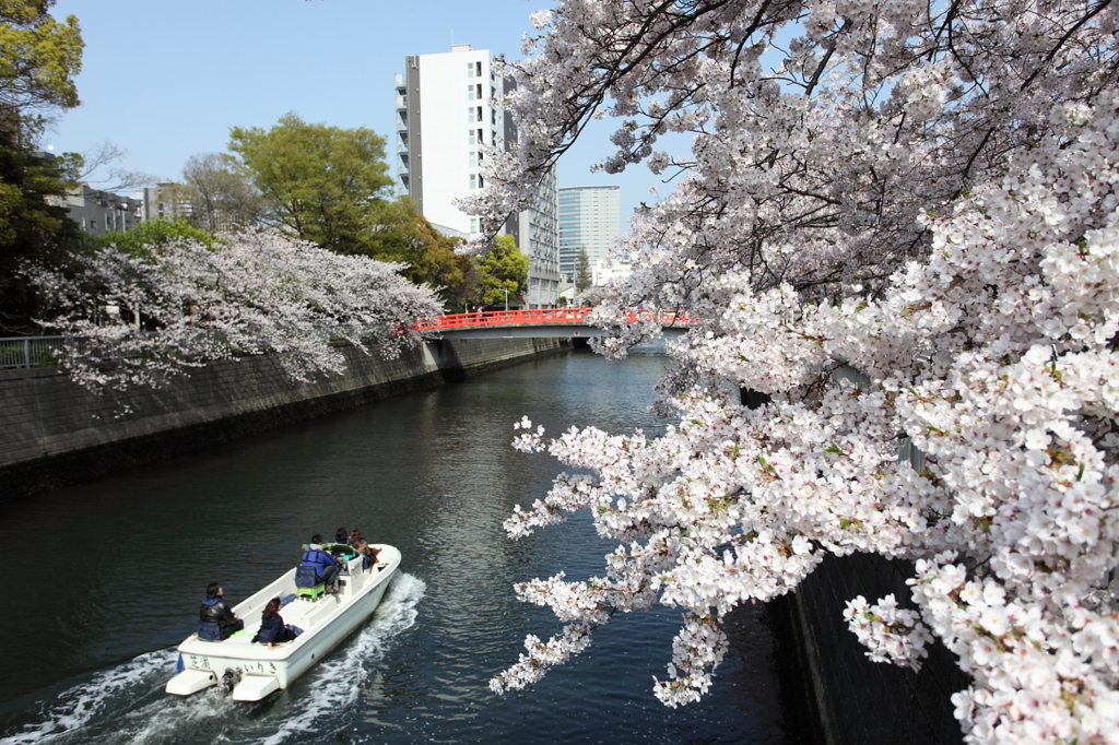 目黒川荏原神社付近の桜