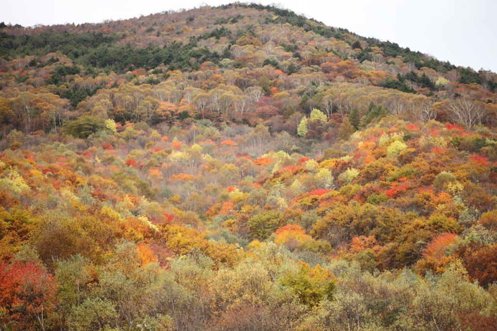 湯の丸高原紅葉