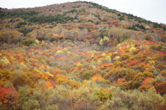 湯の丸高原紅葉