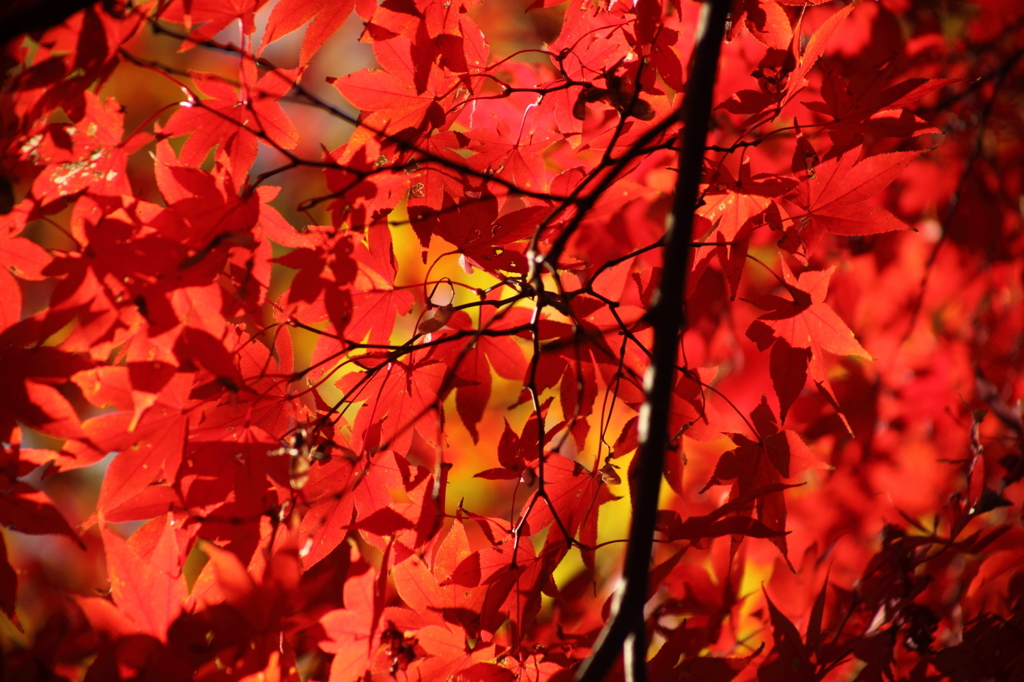 六義園の紅葉