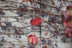 蔦の紅葉