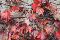 蔦の紅葉