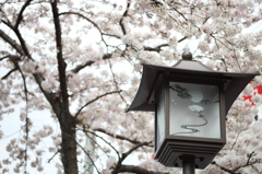 目黒川の街灯