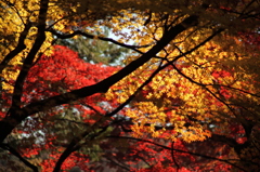 六義園の紅葉
