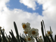 冬の華