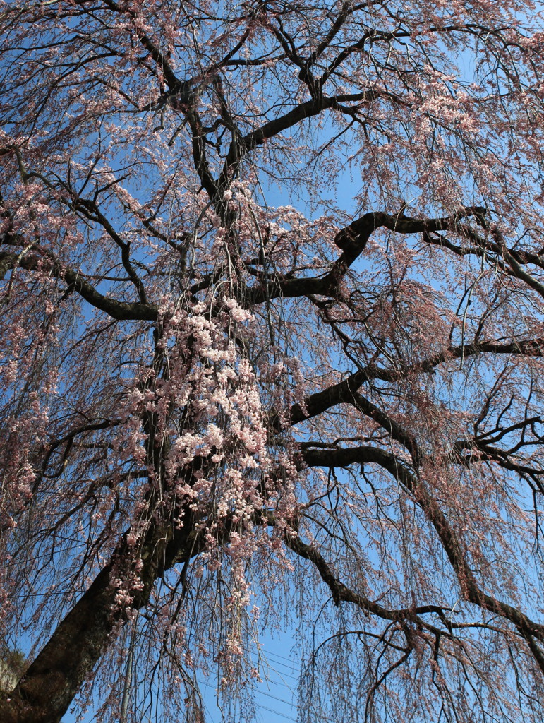 枝垂桜