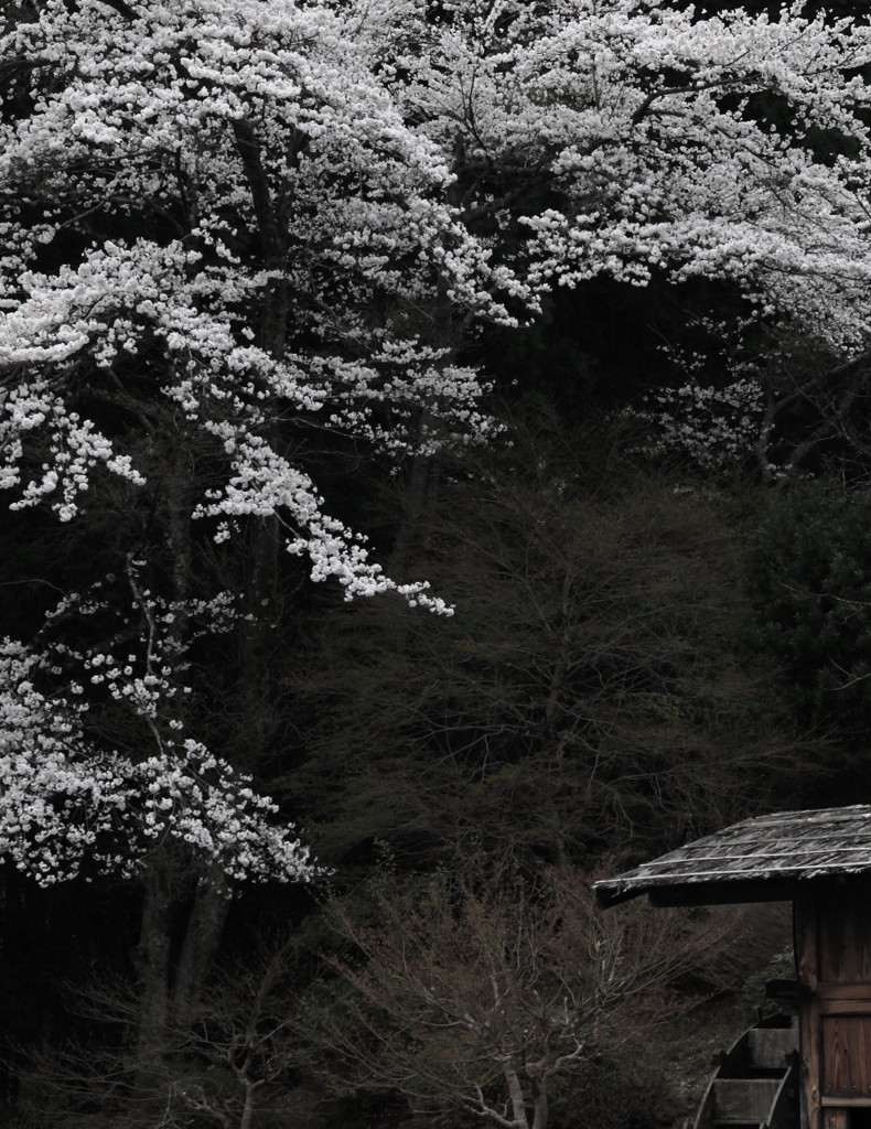 山桜