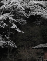 山桜