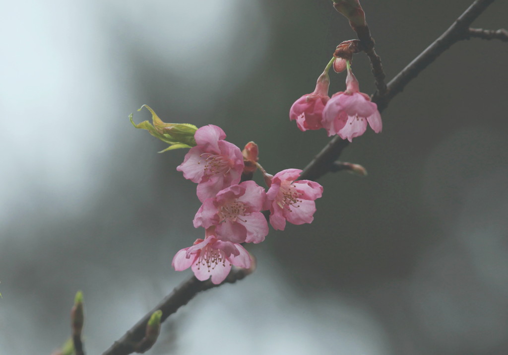 河津桜