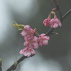河津桜