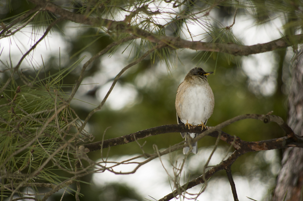 次はあの枝まで。