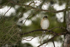 次はあの枝まで。
