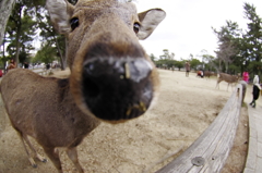 つんつん