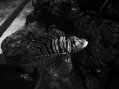 囚われの魚