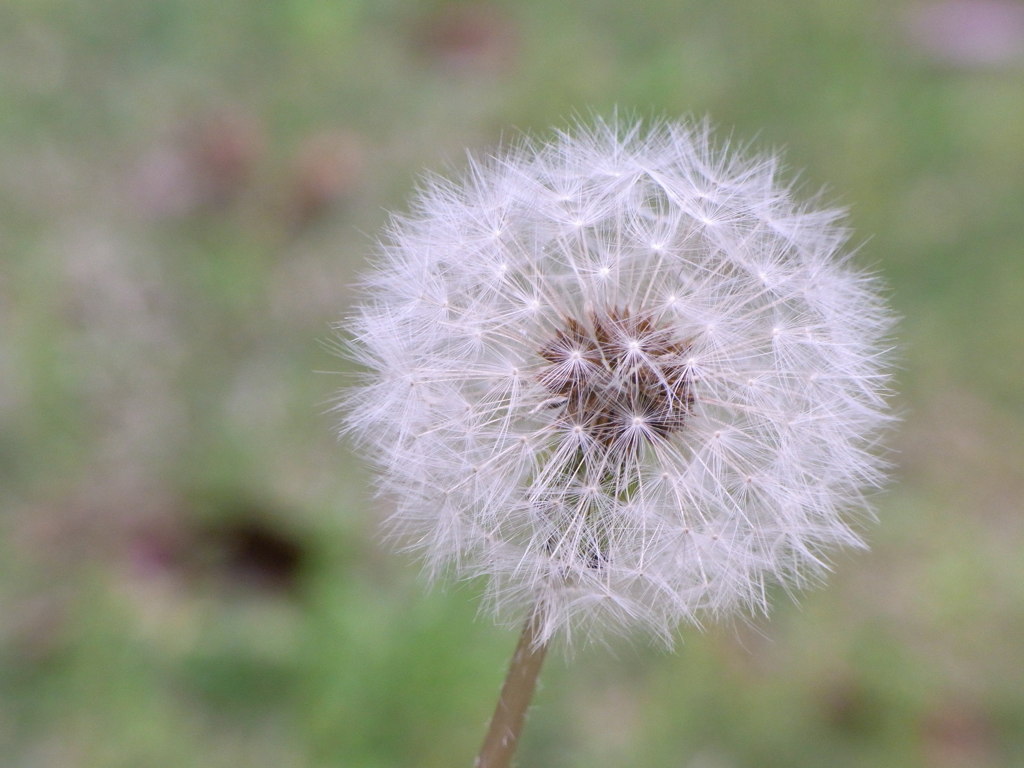 たんぽぽ